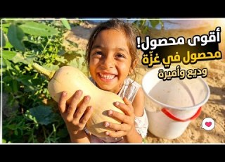 The Most Beautiful Harvest In Gaza Amira And Wadea Discover A Surprise In The Farmland