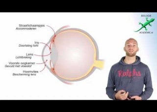  Zintuigen Anatomie Oog