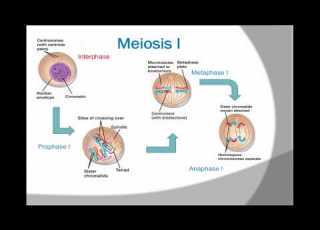  Bio 3 The Cellular Basis Of Reproduction And Inheritance