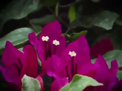 نبكي على عمري اللي راح بلاش الاصلية