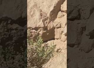  كائن صحراوي غريب