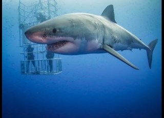  Guadalupe Great White Sharks HD Video