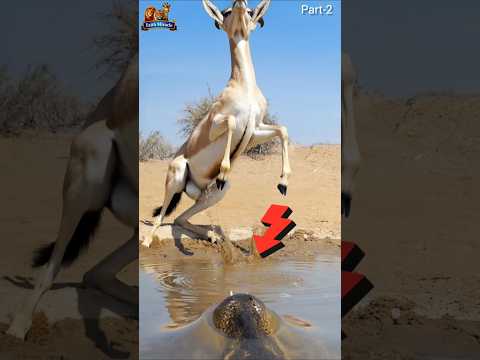 كان التمساح سيهاجم الغزال لكن الأسد جاء فجأة وأنقذه Animals Animalreaction Youtubeshorts