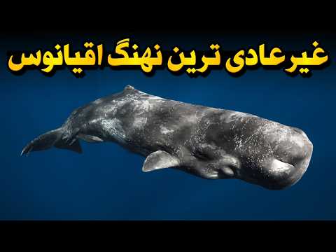 رازهایی از نهنگ عنبر که هیچ کس بهتون نگفته