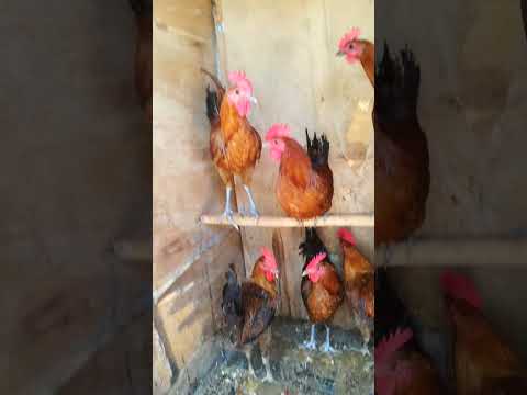 ديوك الفيومي الذهبي العمر7 اشهر للبيع