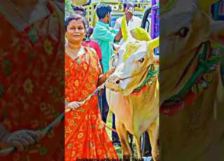 Elakkana Kavithai Eluthina Alakei Jallikattu 2023 New Trending Song