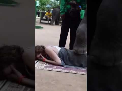 فيل يضرب مؤخره فتاة