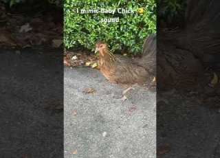 Hen Calls Baby But دجاجة تقليد صوت كتكوت