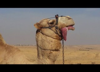  مدهش جماع الجمال عندما يتحول الجمل العربي الى تنين شيء مرعب يخرج من فمه
