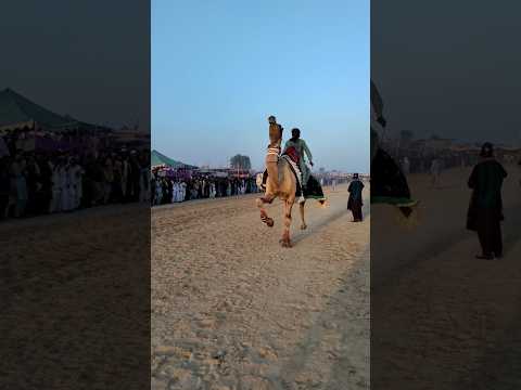 سباق الهجن كله الجمل في الجمال الصحراء