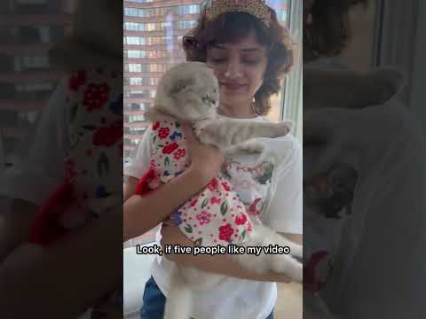 Never Quitting Ever Kikicutekitty Iloveyou Subscribe Like Comment Scottishfold Fypage