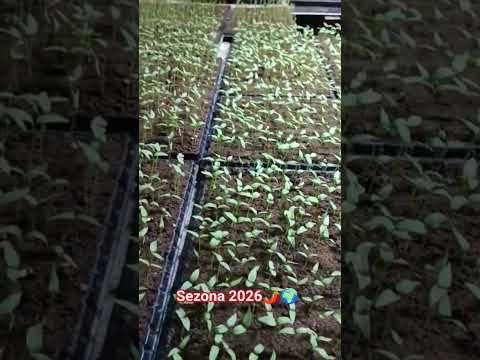 Sezona 2026 E Fidaneve 13 02 2026