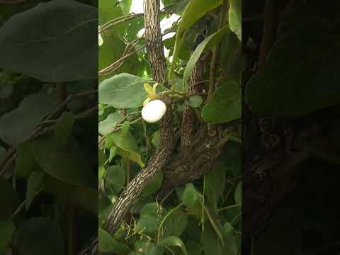 White Biba 7 9 2023 9021013871