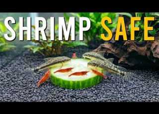 Otocinclus Catfish The BEST Aquarium Fish For Shrimp Keepers