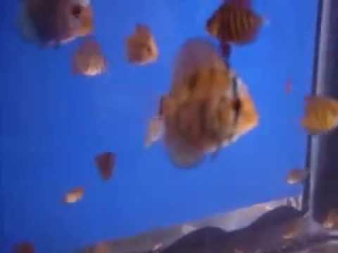 Discus Al 21 05 10 AVI