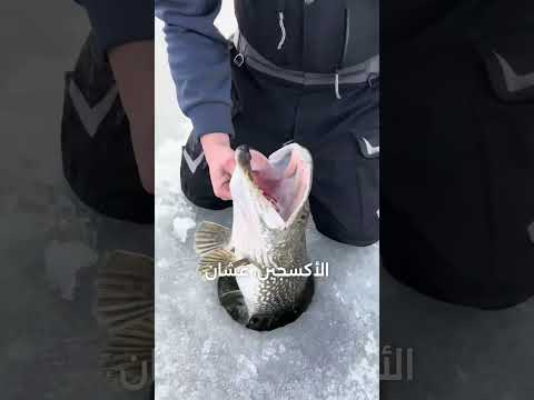 كسر الثلج لصيد السمك في سيبيريا