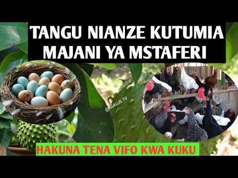 FAIDA 10 ZA MAJANI YA MSTAFERI KWA KUKU Benefits Of Soursop Leaves FAIDA 10 ZA MAJANI YA MSTAFERI KWA KUKU Benefits Of Soursop Leaves