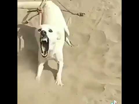 اشرس كلب بلدي في العراق ستوريات انستقرام حالات واتس اب حالة ماسنجر كلاب متوحشه مقاطع فيديو قصيرة2022 اشرس كلب بلدي في العراق ستوريات انستقرام حالات واتس اب حالة ماسنجر كلاب متوحشه مقاطع فيديو قصيرة2022