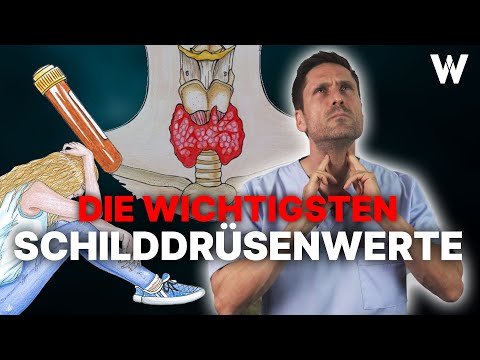 Schilddrüsenwerte Verstehen Wichtige Unterschiede Die Bedeutung Der Blutwerte Für Die Schilddrüse