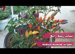 نبات زينة رائع بألوان قوس قزح فوائده الغذائية لا تصدق