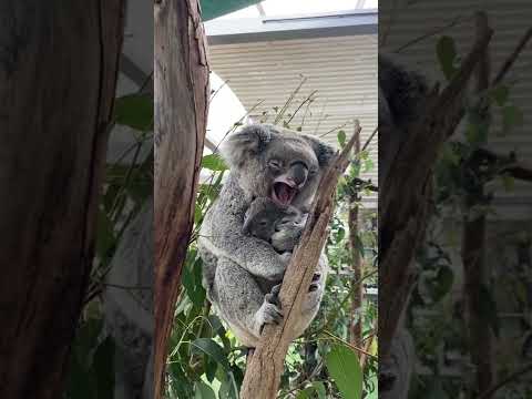 الكوالا متفوقة ولا يمكن لأحد أن يقول لي خلاف ذلك