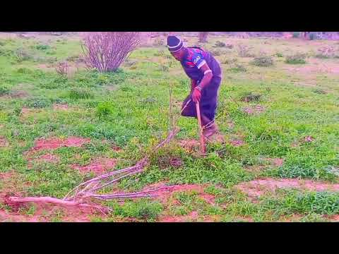 SHULE YA NG OMBE VIDEO 2026