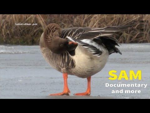 وثائقي على ضفاف فنلندا