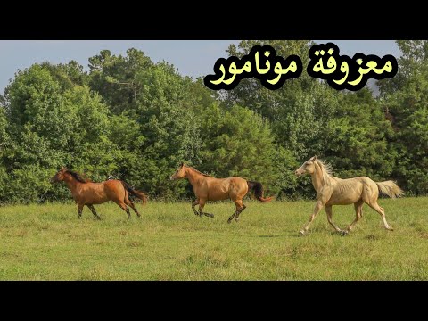 علاج الأرق معزوفة مونامور اجمل موسيقى في العالم