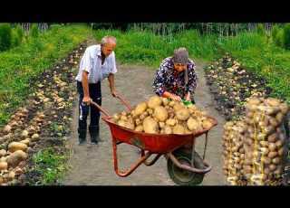  LIVE NOW Potato Harvest In Azerbaijan Village Grandma S Special Potato Recipe
