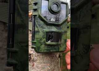  Catching The Culprit That Broke My Camera Wildlife Mystery Trailcam