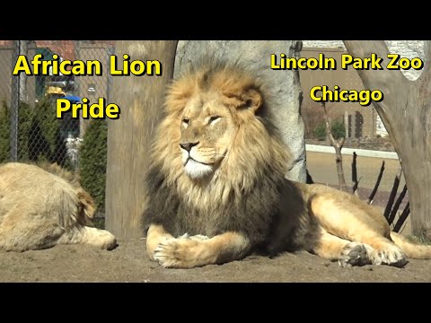 Lincoln Park Zoo African Lion Pride Feb 29 2024 1 Year Old Lion Cub Lomelok To Have Spinal Surgery Lincoln Park Zoo African Lion Pride Feb 29 2024 1 Year Old Lion Cub Lomelok To Have Spinal Surgery