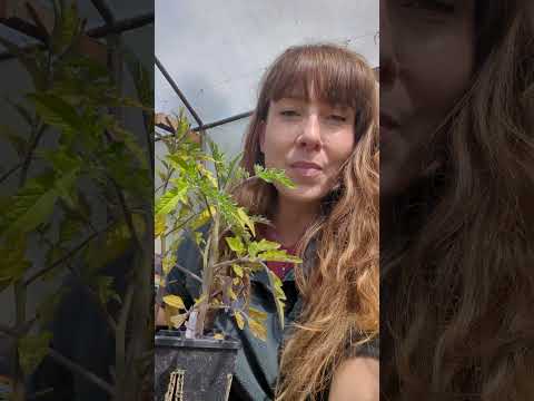 هل لديك أوراق طماطم صفراء شاهد هذا