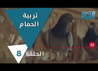 محبي ومربي الحمام في العراق 52 دقيقة حلقة ٨