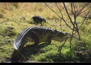  Ethiopian Road Trip Arba Minch Giant Crocodiles And Hippos