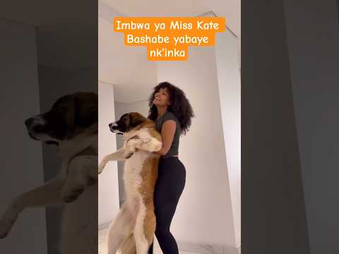 Biratangaje Imbwa Ya Kate Bashabe Iraruta Inyana Y Inka Biratangaje Imbwa Ya Kate Bashabe Iraruta Inyana Y Inka