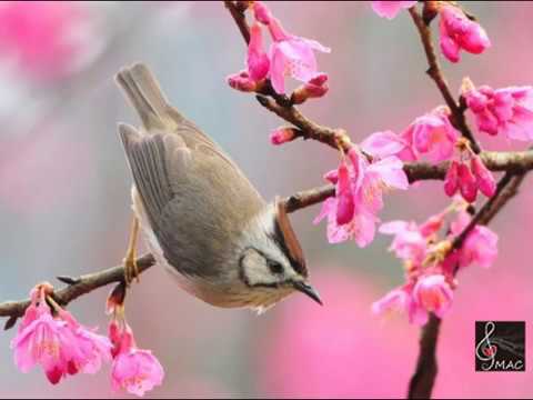 Мамо йде весна