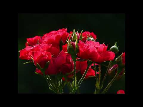 Eric Aron Music Archives 10 Offering