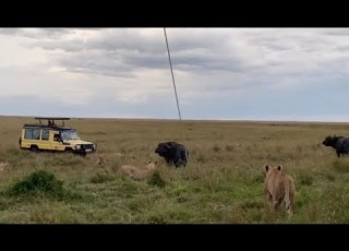  Lion Pride Attack Two Adults Buffalo So Strong Prey Video