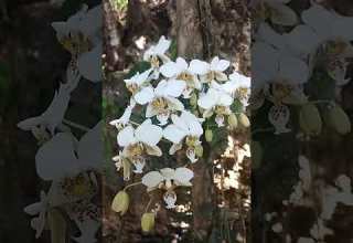 Insitu Philippinenativeorchids Orchids Phaleanospis Stuartiana