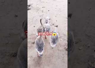  র জ হ স Shorts Viral Viralvideo Shortsviral Vlog Villagelife Food Cooking