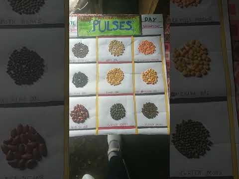 Pulses Project Short