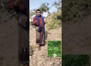  هآم عشبه تستخدم لعلاج السرطان نبات شجرة الرصف أو اللصف أو الشفلح والأسم العلمي القبار فضلا الإشتراك