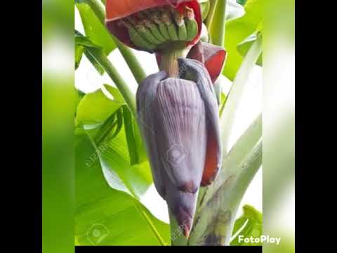 MAGANIN KURAJE KAIKAYI DADEWA KO FASHEWAR GABAN NAMIJI KO MACE MAGANIN KURAJE KAIKAYI DADEWA KO FASHEWAR GABAN NAMIJI KO MACE