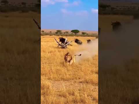 The Young Gazelle Runs But The Lion Is Faster Lion Captures Gazelle In Short Chase Animalworld