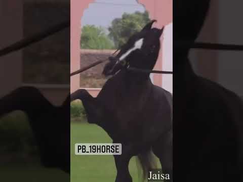 Most Active Marwadi Stallion Trending Farm Marwadi Shonki Sardar Short