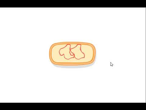 الانشطار الثنائي في البكتيريا