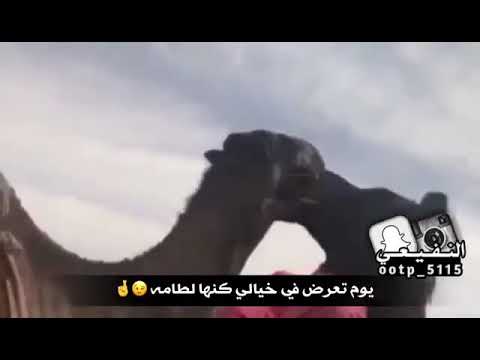 شيلة كنها لطامة كلمات ماجد بن مطر اداء خالد ال بريك