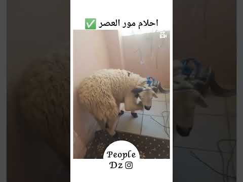 𝗔𝗕𝗢𝗡𝗡𝗘 𝗩𝗢𝗨𝗦 𝗟 𝗘𝗤𝗨𝗜𝗣𝗘 𝟮𝟬𝟮𝟱 اغاني راي Algerie Fypviral Lyrics Rai Music S اكسبلور 𝗔𝗕𝗢𝗡𝗡𝗘 𝗩𝗢𝗨𝗦 𝗟 𝗘𝗤𝗨𝗜𝗣𝗘 𝟮𝟬𝟮𝟱 اغاني راي Algerie Fypviral Lyrics Rai Music S اكسبلور