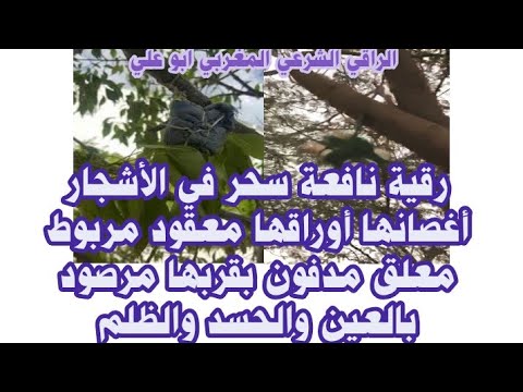 رقية نافعة سحر في الأشجار أغصانها أوراقها معقود مربوط معلق مدفون بقربها مرصود بالعين والحسد والظلم