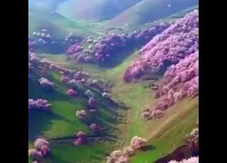 أشــجار الكــرز في طوكيو